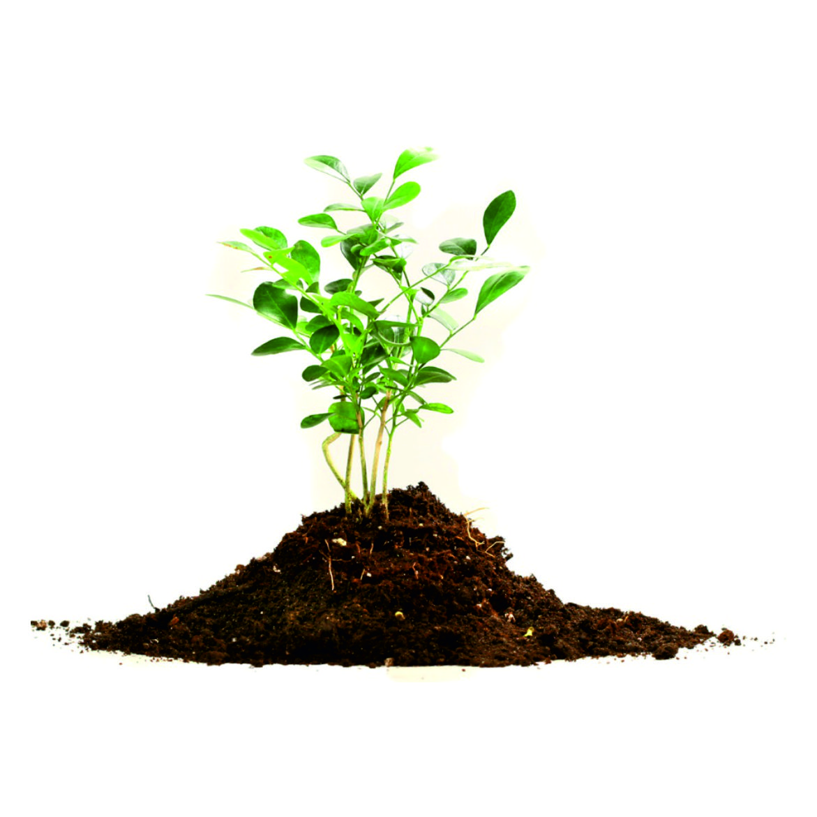 Уход за растениями