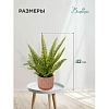 Растение Цветок искусственный Папоротник керам горшке, Д120 Ш120 В420,Mia12