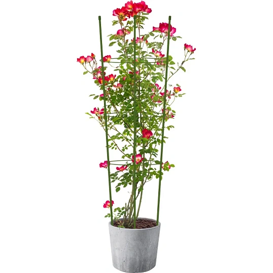 Опора для растений Круглая (3 кольца) металл h75см, 466338