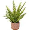 Растение Цветок искусственный Папоротник керам горшке, Д120 Ш120 В420,Mia12